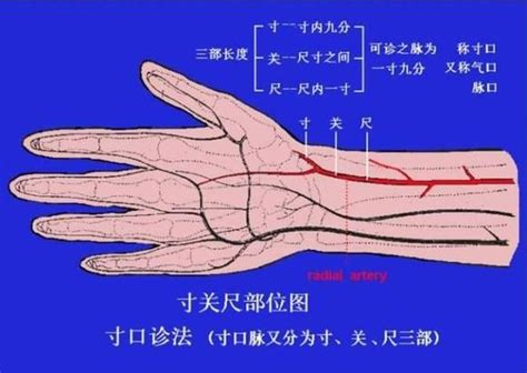 脈相 浮滑|《中醫詞典》解釋「浮脈」的意思